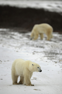 北极熊步行。北极熊步行
