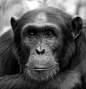 大猩猩在黑色和白色