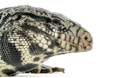 黑色和白色的阿根廷 tegu