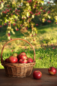 在果园中表上的篮子里的苹果