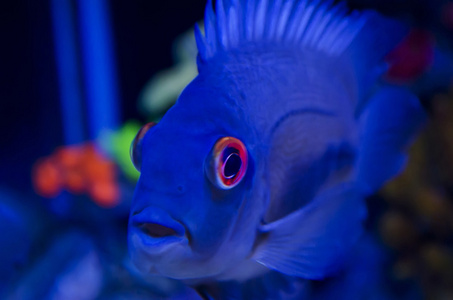 在水族馆中的外来鱼类