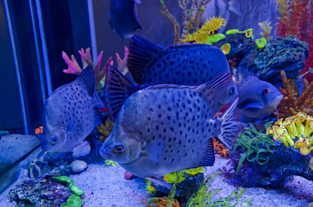 在水族馆中的外来鱼类