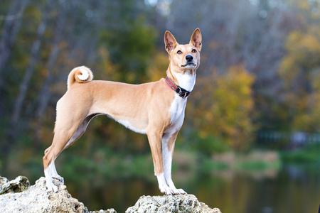 basenjis 狗坐在秋天的公园