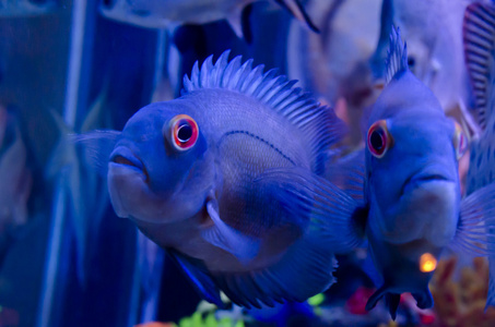 在水族馆中的外来鱼类