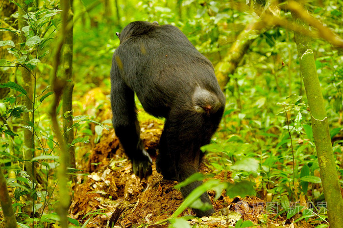 大猩猩散步从背面视图