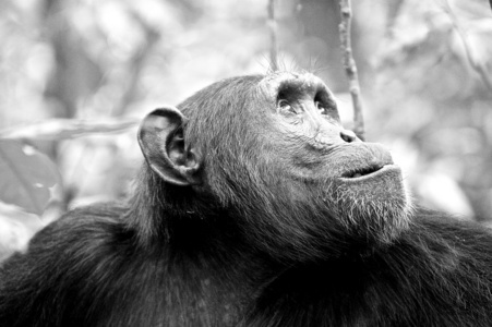 大猩猩在黑色和白色的肖像