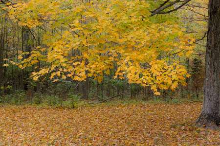 黄色枫叶秋天的森林中