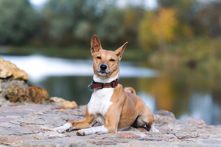 basenjis 狗坐在秋天的公园