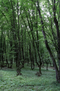 森林 