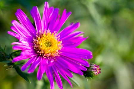 米迦勒节前菊花紫色花