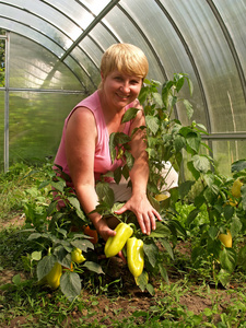 有一种作物的温室甜椒的女人