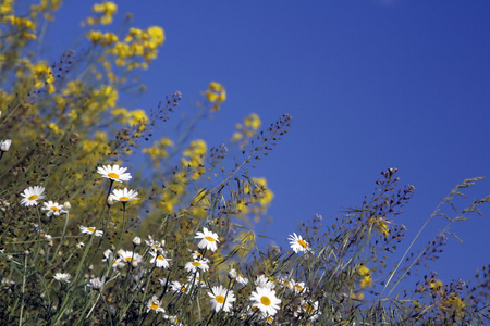 花瓣 花卉 夏天 美容 阳光 清除 保育 荷兰芹 植物 天空云