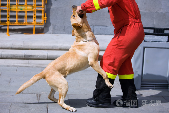 警犬