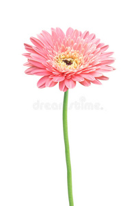 美丽的粉红色非洲菊隔离花