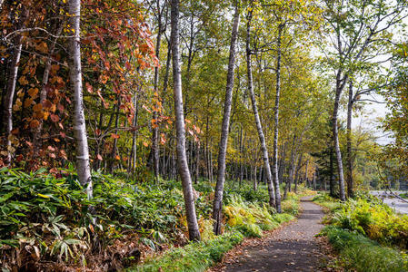 树叶 通路 风景 秋天 步行 木材 环境 自然 森林 日本