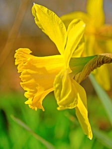 水仙花