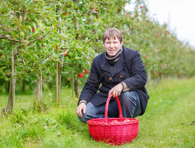 在果园里摘红苹果的年轻人