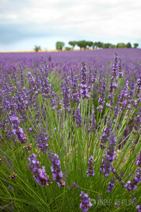 法国普罗旺斯的薰衣草田