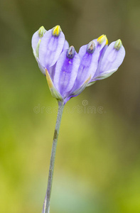 紫花