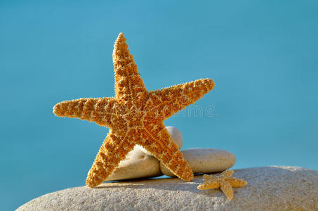 海滩上的海星