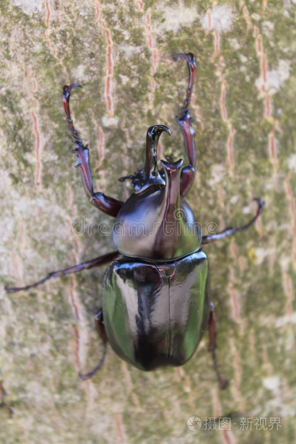 苏门答腊木蠹林粪甲虫虫科药丸虫象鼻虫金龟子红色伞菌卡拉巴斯/光滑