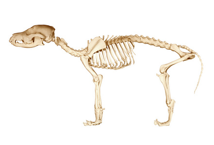 狗腿骨狗的骨架照片