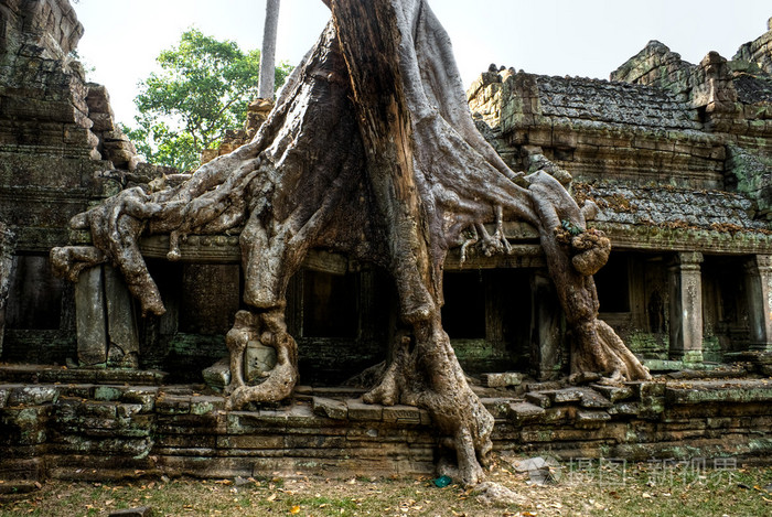 大树在柏汗庙，吴哥窟，柬埔寨