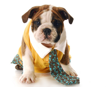 小狗穿着衬衫和领带