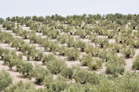 安达橄榄树种植西班牙