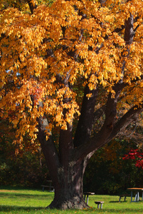 秋天一棵树