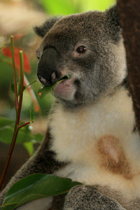 无尾熊澳大利亚图片