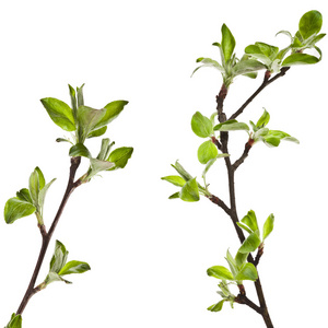 青苹果的树枝上图片