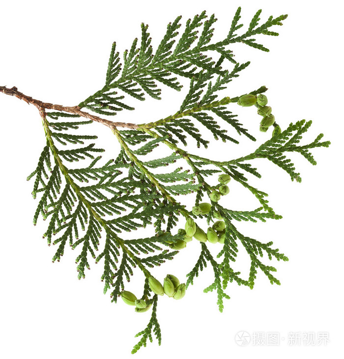 侧柏树,孤立的分支