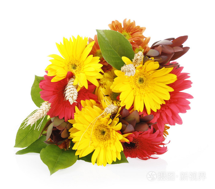 在白色背景上孤立的非洲菊秋花束照片 正版商用图片1ag119 摄图新视界 在白色背景上孤立的非洲菊秋花束照片 正版商用图片1ag119 摄图新视界