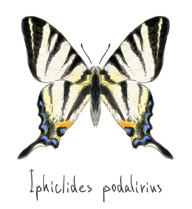 蝴蝶 iphiclides podalirius。未完成的水彩绘图我