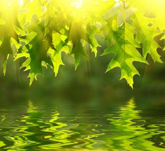 绿色的树叶，反映在水中