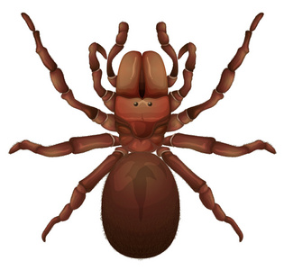 澳大利亚漏斗形蜘蛛蜘蛛图片