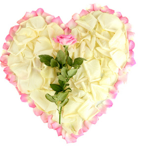 优秀的粉红花瓣包围的白色玫瑰花瓣的心
