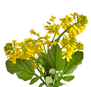 wintercress花芥, 苦黄火箭厂 (十字花科, 十字花科植物),关闭了孤立