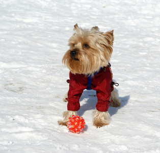 约克夏犬在冬天在雪地里玩