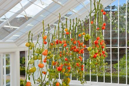 日光温室西红柿