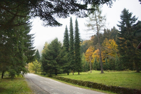 通路在秋天在森林中