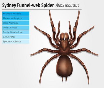 悉尼漏斗网蜘蛛图片