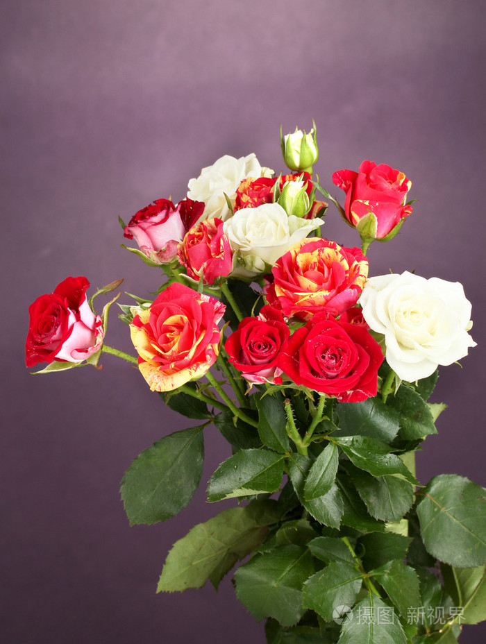 美丽的玫瑰上紫色背景特写的花束