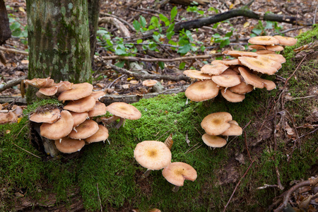 凉秋群的蜜环菌照片