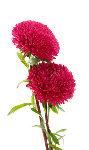 美丽翠菊鲜花的粉红色背景图片