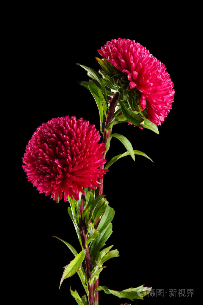 美丽翠菊鲜花的黑色背景