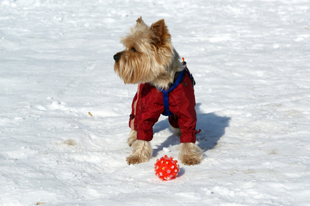 约克夏犬在冬天在雪地里玩