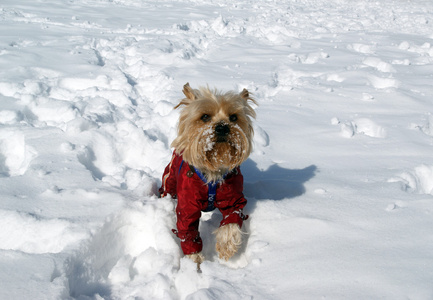 约克夏犬在冬天在雪地里玩