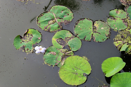 水百合